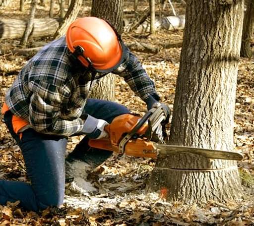 Tree Removal in Goodrich, TX